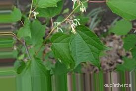 augmented_Alangium begoniaefolium leaf4_0_127.jpeg